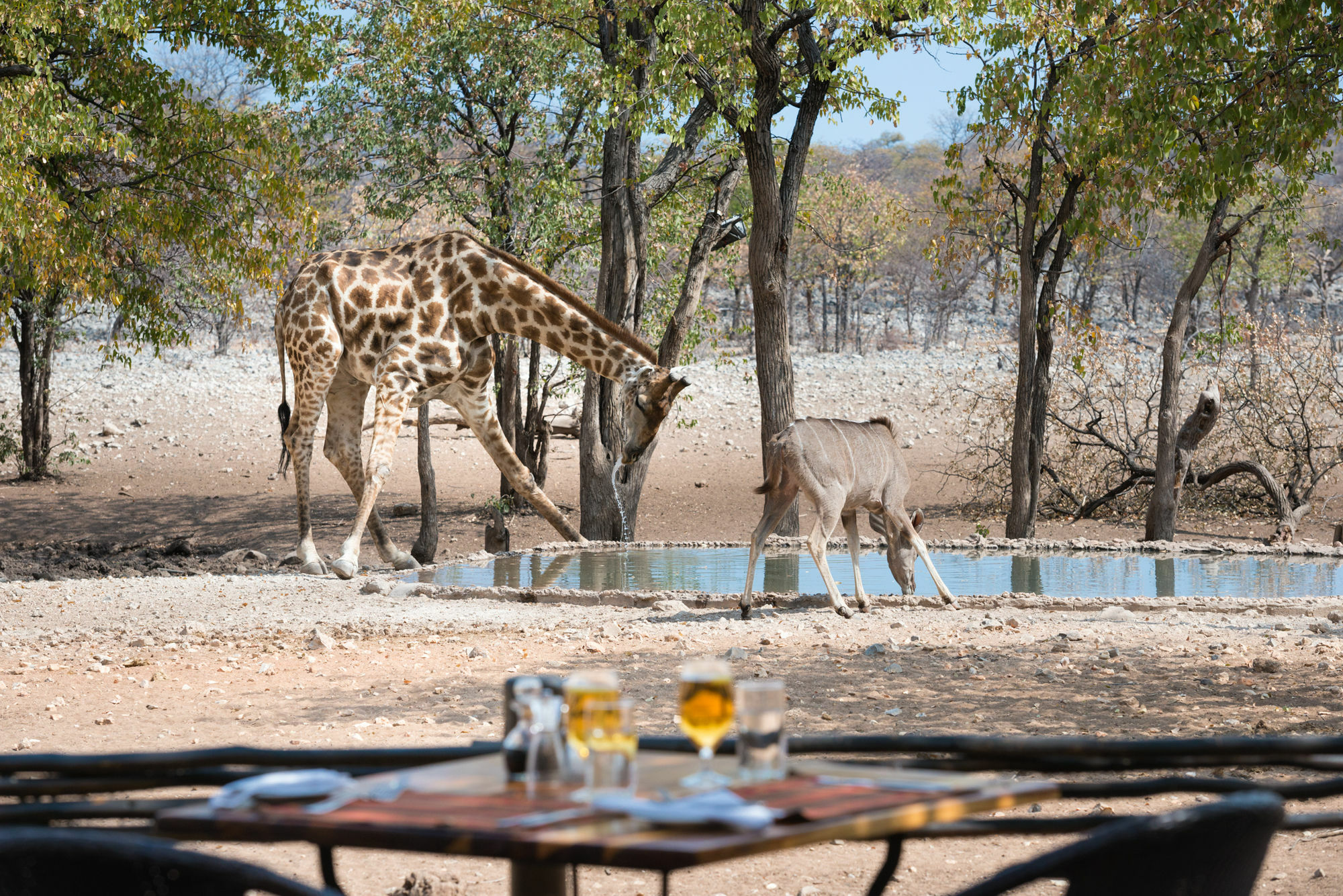 Ongava Tented Camp - All-Inclusive Okaukuejo Exterior foto